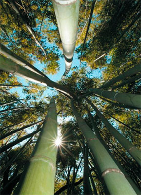 Бамбук обладает множеством ценных свойств.  Одно  из самых интересных из них - способность очищать воду.